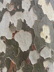 Plane tree bark background or texture in camouflage colors with empty space for text or slogan. Sycamore tree bark close up. Beautiful coloring of the bark of the sycamore tree.