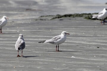 Grey-headed gull, Chroicocephalus cirrocephalus