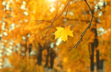 beautiful autumn nature background with maple leaf on tree. fall forest landscape. 