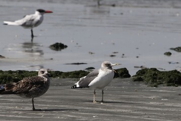 Grey-headed gull, Chroicocephalus cirrocephalus