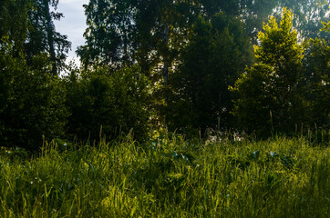 Thick mystical fog over a green forest. Juicy grass.