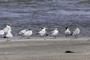Flock of West African crested terns, Thalasseus albididorsalis
