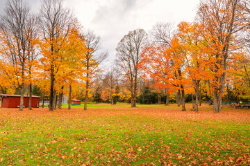 Autumn scenes under sunny day	