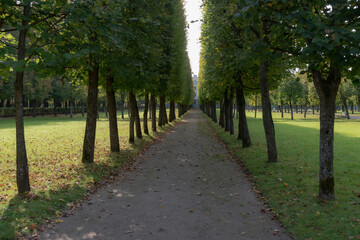 Fototapeta premium alley in the park