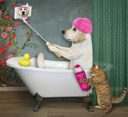 A dog with a pink towel around its head is taking a bath and making a selfie. A cat helps him.