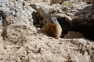 Alpine Marmot, Italy . wild marmot. A marmot posing  scenery in Italy. Marmot (Marmota marmota) in natural habitat