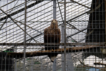 White-tailed eagle at the zoo.