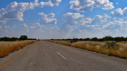 Common ostrichs (struthio camelus) crossing the main road between Nata and Maun at sunny day with cloudy sky, Botswana, Africa.