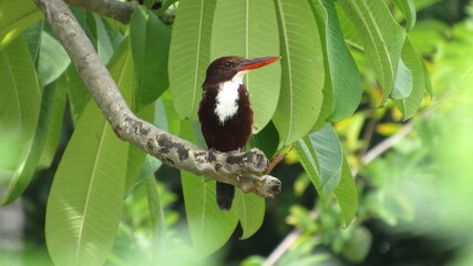 bird on a branch