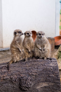 Meerkats Stand On A Tree Stump.