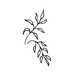 Vector sketch of a plant on a white background.Used for packaging masks, shampoos, tea