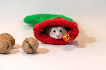 the hamster hides in a New Year's sock
