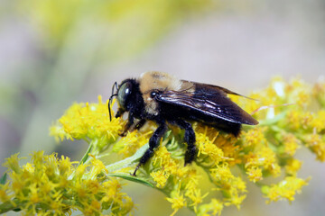 Macro male Eastern Carpenter bumblebee with green eyes on yellow goldenrod on sunny day