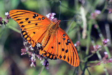 Macro bright orange and black Gulf fritillary butterfly Agraulis vanillae on wildflower with dark background on sunny day