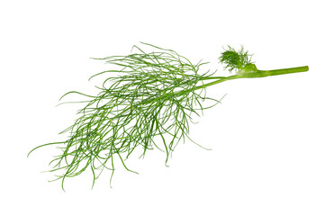 Dill isolated on white.