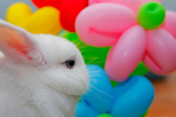 image of rabbit balloon background 