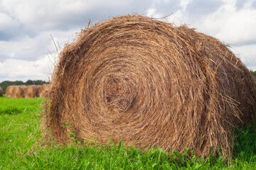 A large roll of hay lies on the field. There are many rolls in the background. Harvesting feed in agriculture.