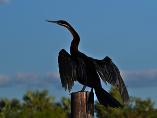 African darter (anhinga rufa, snakebird) with black plumage perching on wooden pole and drying its feathers at Thamalakane River, Maun, Botswana, Africa.