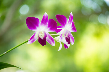 flowers in the garden