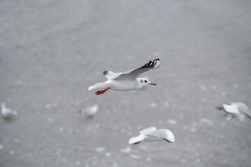 Seagull in flight over ocean waves on Florida beach