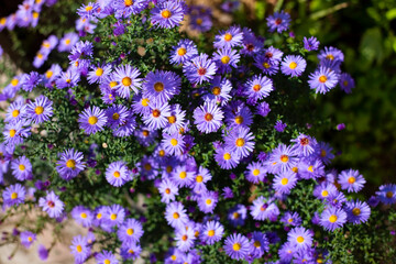 Beautiful purple flowers are like daisies, chrysanthemums in early autumn delight everyone who looks at them. Top view
