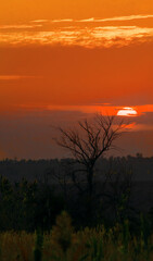 Lonely tree in the rays of sunset or sunrise