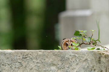 Waldohreule (Asio otus)