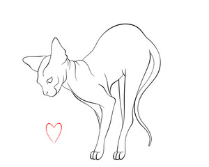 Standing canadian Sphinx with heart illustration