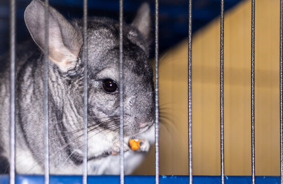 Fluffy Gray Chinchilla Eating A Nut