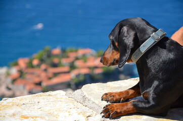 Dachshund on the background of the sea. Portrait of a dachshund. Dachshund traveler. The dachshund...