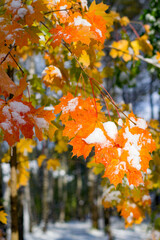 Canadian maple leaves in snow and icicles. It a clear Sunny day, late autumn. Vertical photo.
