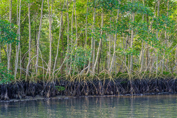 reeds in the water