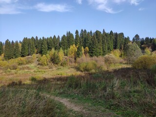 autumn in the forest