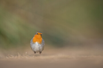 Rotkehlchen Erithacus rubecula