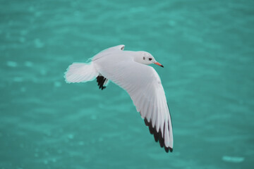 Seagull in flight over ocean waves on Florida beach