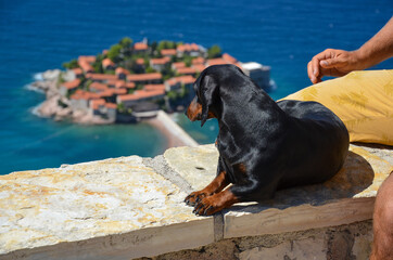 Dachshund on the background of the sea. Portrait of a dachshund. Dachshund traveler. The dachshund enjoys the sea view.