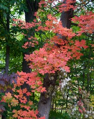 Vivid red maple leaves in autumn