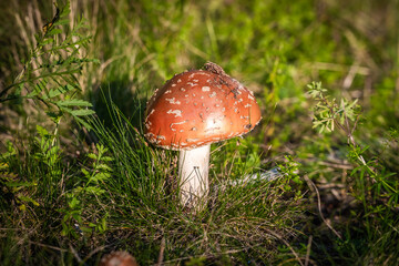 Inedible mushroom fly agaric beautifully flaunts in the grass of the autumn forest.