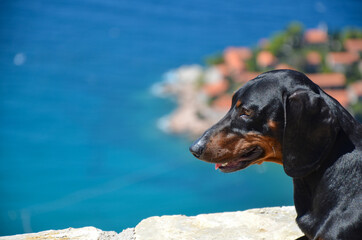 Dachshund on the background of the sea. Portrait of a dachshund. Dachshund traveler. The dachshund enjoys the sea view.