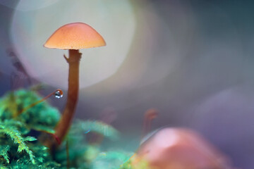 Fototapeta premium A mushroom containing psilocybin. A hallucinogenic mushroom grows in the forest. Macro photography with shallow depth of field. Soft focus. Selective focus on the edge of the mushroom cap.