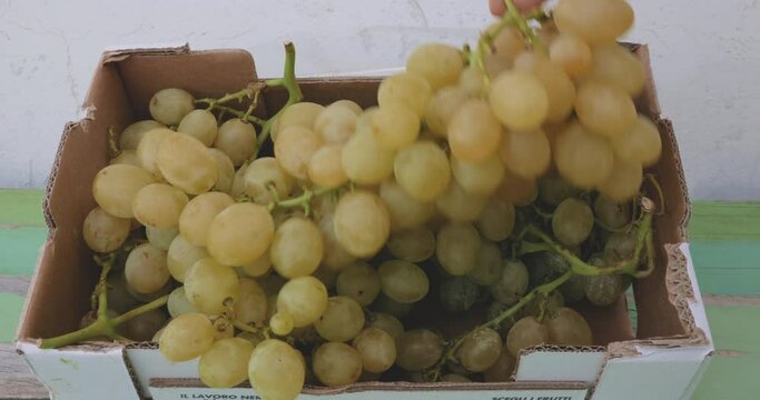 Close up of box with grapes. Farmer holding grapes harvest.