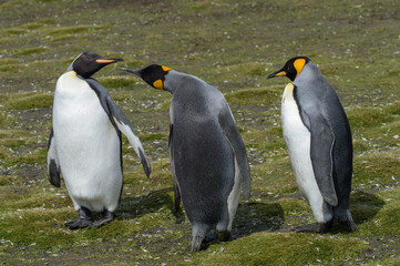 Fototapeta premium Three King Penguins signaling to each other on Salisbury Plain in South Georgia Islands