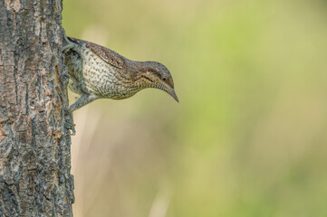 Wendehals Jynx torquilla