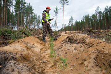 Forest engineer keeps track of planted trees in the forest. Green pine seedlings grow on the site of a cut forest.