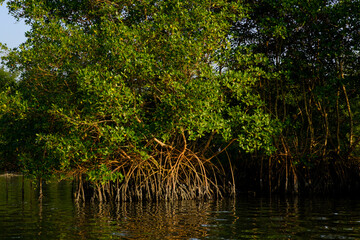 Fototapeta premium mangrove