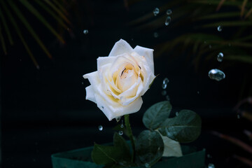 rose and water