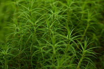 
moss foreground