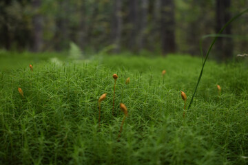 
moss foreground