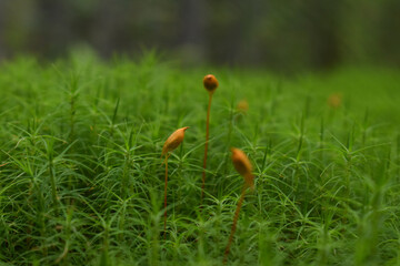 
moss foreground