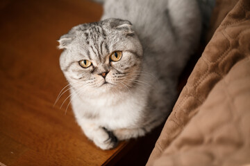 A beautiful gray large Scottish Fold cat or Scottish fold. Pet playful cat